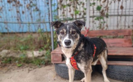 Schmusebär Ari sucht sein Zuhause