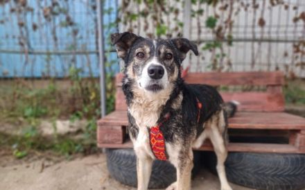 Schmusebär Ari sucht sein Zuhause