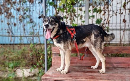 Schmusebär Ari sucht sein Zuhause