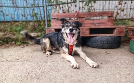 Schmusebär Ari sucht sein Zuhause