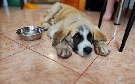 XL-Pfote Lilah sucht ihr großes Glück