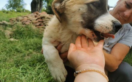 XL-Pfote Lilah sucht ihr großes Glück