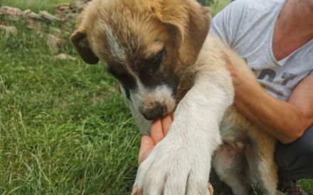 XL-Pfote Lilah sucht ihr großes Glück