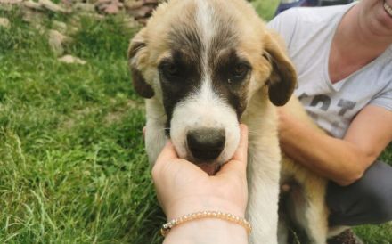 XL-Pfote Lilah sucht ihr großes Glück