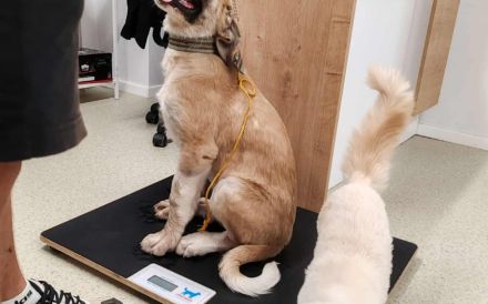 XL-Pfote Lilah sucht ihr großes Glück