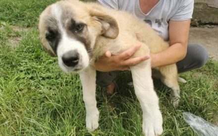 XL-Pfote Lilah sucht ihr großes Glück