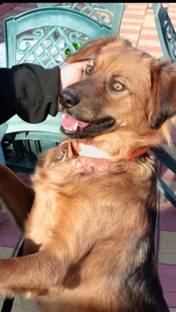 Niko ein toller Familienhund