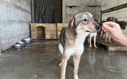 Gibst du Gisbert ein weiches Körbchen?