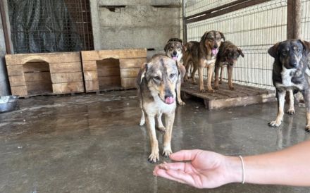 Gibst du Gisbert ein weiches Körbchen?