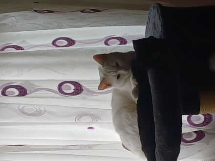 Albino lang haar