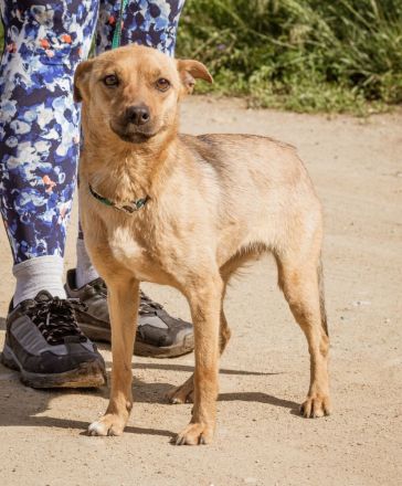 Bambi, herzallerliebst. Volltreffer für Familien