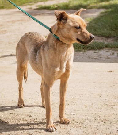 Bambi, herzallerliebst. Volltreffer für Familien