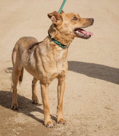 Bambi, herzallerliebst. Volltreffer für Familien