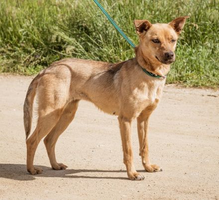 Bambi, herzallerliebst. Volltreffer für Familien