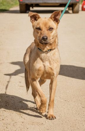 Bambi, herzallerliebst. Volltreffer für Familien