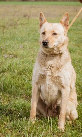 Manci, richtiges Powerpaket sucht aktive Menschen