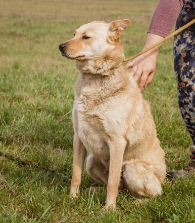 Manci, richtiges Powerpaket sucht aktive Menschen