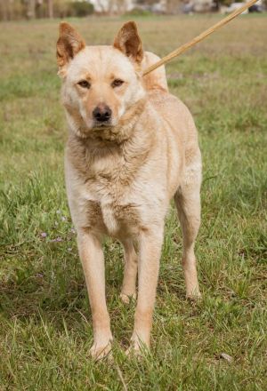 Manci, richtiges Powerpaket sucht aktive Menschen