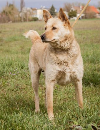 Manci, richtiges Powerpaket sucht aktive Menschen