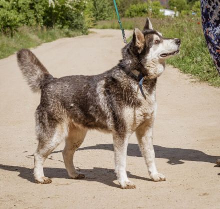 Zoe, agile Husky-Mischlingshündin freut sich auf Eure Zuschriften