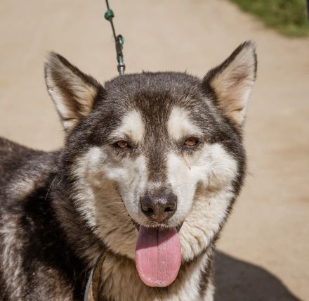 Zoe, agile Husky-Mischlingshündin freut sich auf Eure Zuschriften