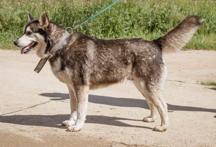 Zoe, agile Husky-Mischlingshündin freut sich auf Eure Zuschriften