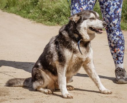Zoe, agile Husky-Mischlingshündin freut sich auf Eure Zuschriften