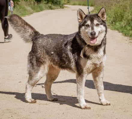 Zoe, agile Husky-Mischlingshündin freut sich auf Eure Zuschriften