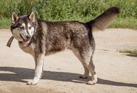 Zoe, agile Husky-Mischlingshündin freut sich auf Eure Zuschriften