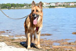 Bruna - Pflegeplatz gesucht