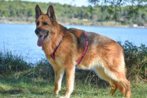 Bruna - Pflegeplatz gesucht