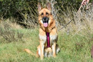 Bruna - Pflegeplatz gesucht