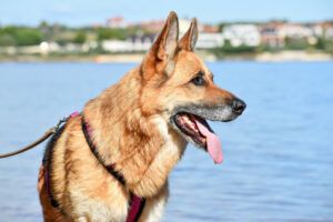 Bruna - Pflegeplatz gesucht