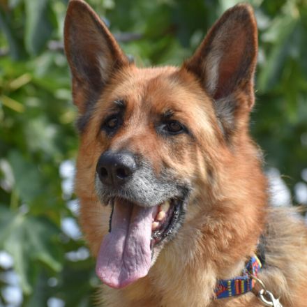 Bruna - Pflegeplatz gesucht