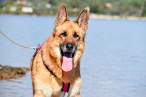 Bruna - Pflegeplatz gesucht