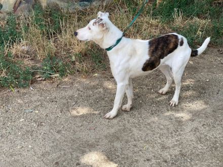 Lianda, junges süßes Mädel sucht Familienanschluß