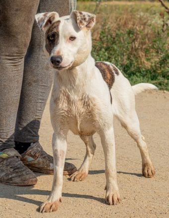 Lianda, junges süßes Mädel sucht Familienanschluß