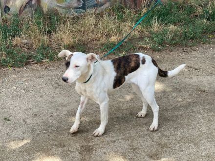 Lianda, junges süßes Mädel sucht Familienanschluß