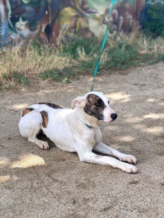 Lianda, junges süßes Mädel sucht Familienanschluß