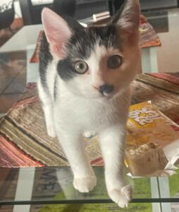 Käthchen, Stupsi und Flora