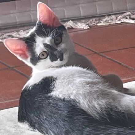 Käthchen, Stupsi und Flora