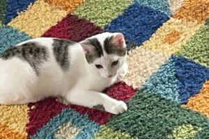 Käthchen, Stupsi und Flora