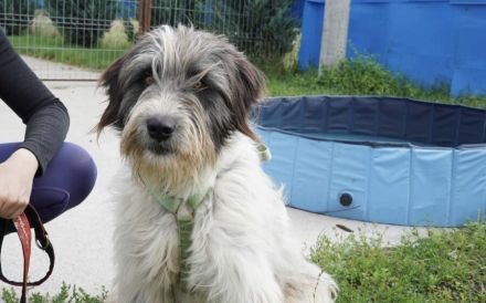 Taavis Abenteuer beginnt: Wuschelhund sucht sein Happy End