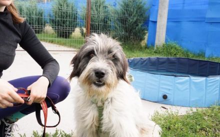 Taavis Abenteuer beginnt: Wuschelhund sucht sein Happy End