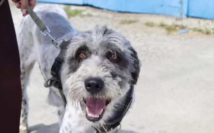 Taavis Abenteuer beginnt: Wuschelhund sucht sein Happy End