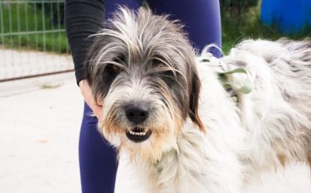 Taavis Abenteuer beginnt: Wuschelhund sucht sein Happy End