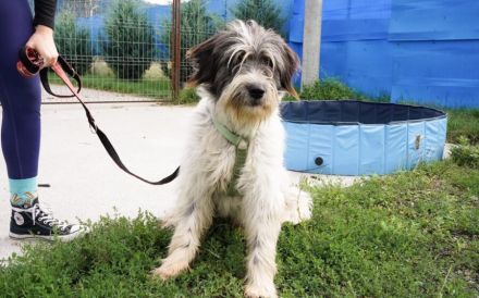 Taavis Abenteuer beginnt: Wuschelhund sucht sein Happy End