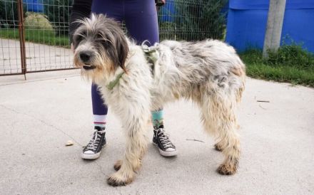 Taavis Abenteuer beginnt: Wuschelhund sucht sein Happy End