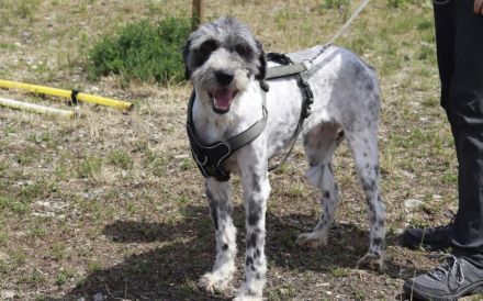 Taavis Abenteuer beginnt: Wuschelhund sucht sein Happy End