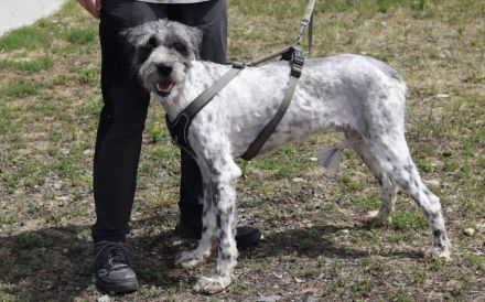 Taavis Abenteuer beginnt: Wuschelhund sucht sein Happy End